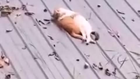The Cat is Resting on The Roof