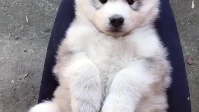 A dog who can enjoy himself very much.