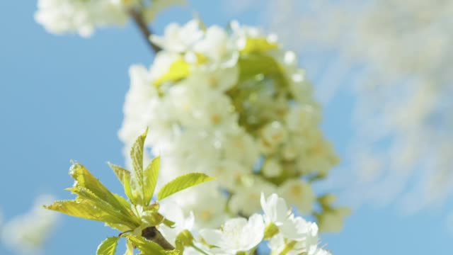 close-up-shot-of-cherry-blossom
