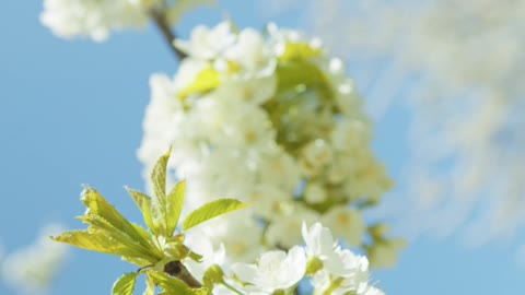 close-up-shot-of-cherry-blossom