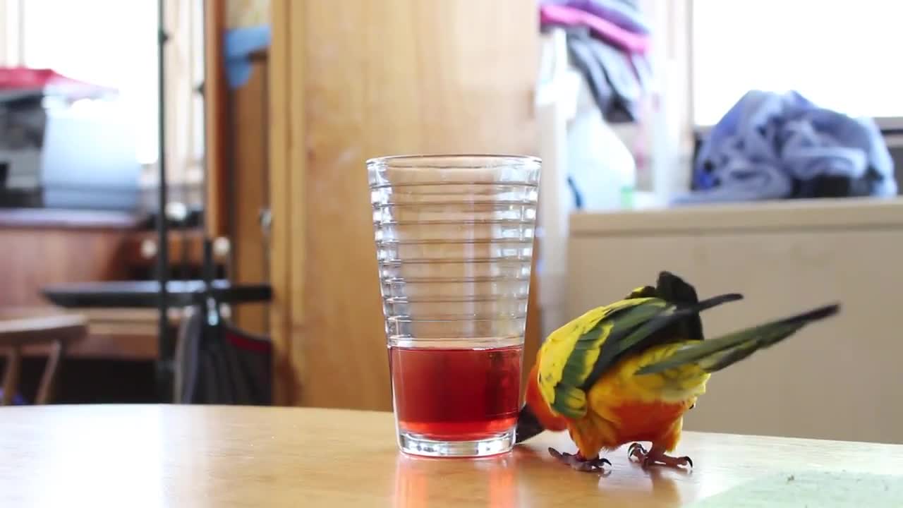 Parrot desperately tries to drink juice