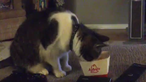 Super Special Cat Investigates a Random Container... Oops!