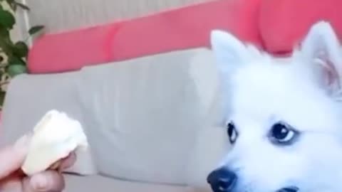 White cute Dog