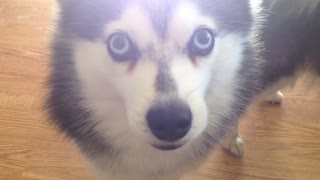 Alaskan Klee Kai chatty