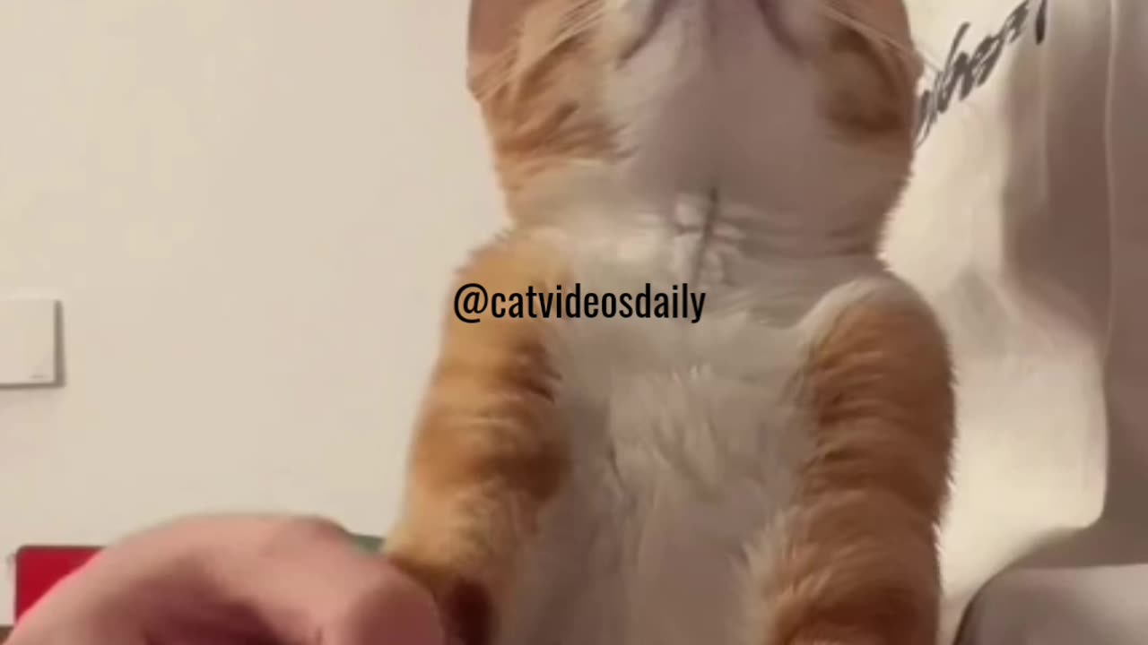 Cute Cat Video Adorable Cat Video Kitten Video Sleeping Cat Video Lovely Cat Cute Cat Baby Video 40