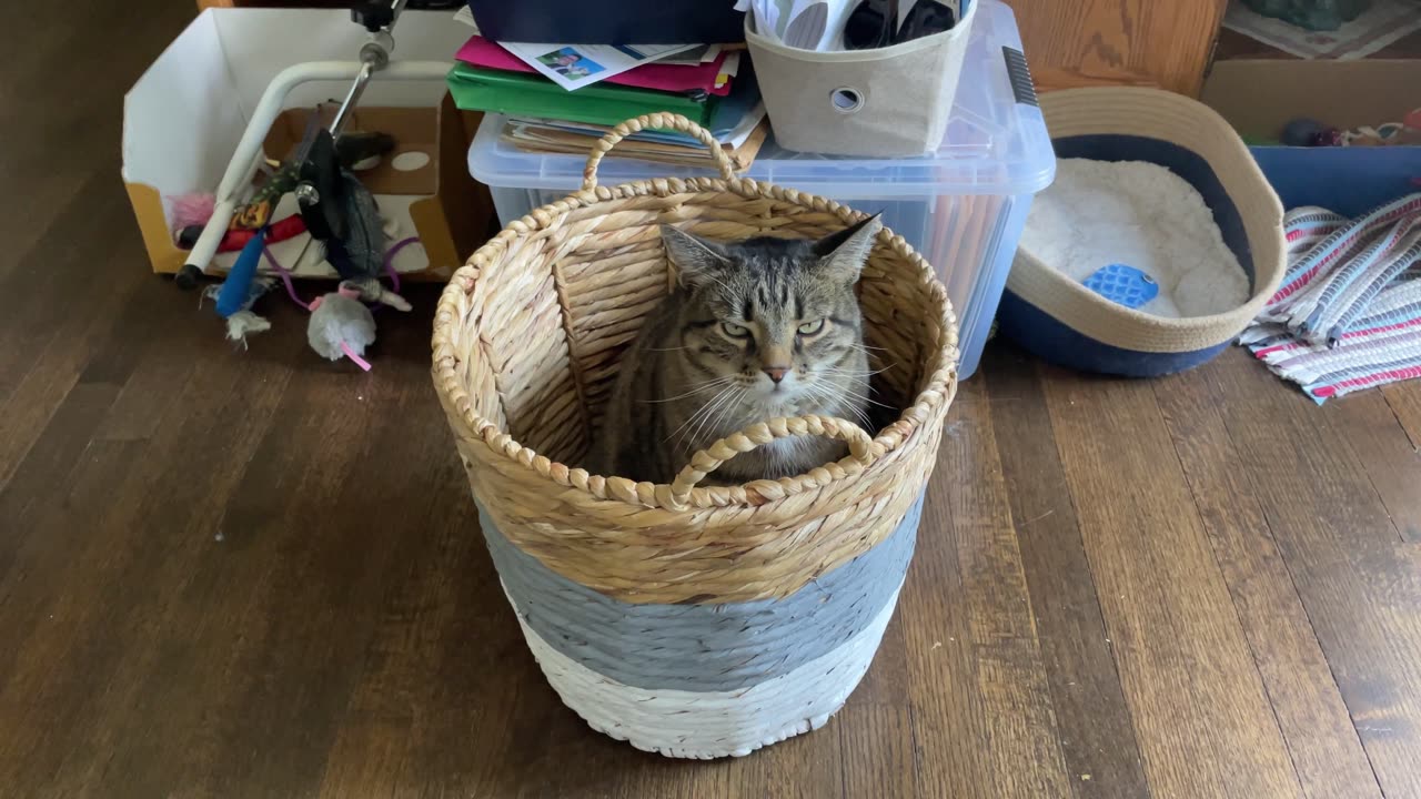 Cat In Basket