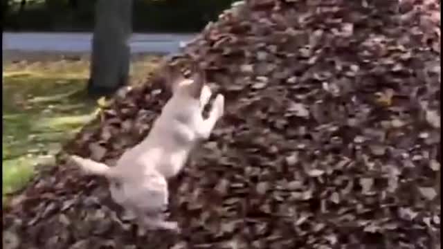 Super Funny Dog Videos #4 | Chihuahua TV