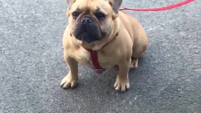 Brown frenchie french bull dog on red leash sitting outside of door because no dogs allowed