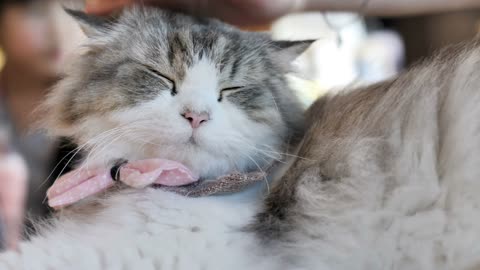 4k Close up hands of the girl girl plays with sleeping cute tabby cat