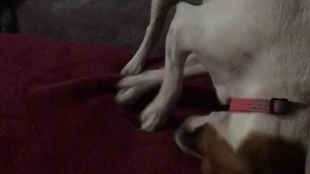 Jack Russell doesn't understand how to dig