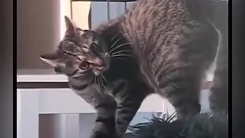 Funniest Animals #funnycat #cutekitten #funnyvideos #cutepets #кот #коты #cat