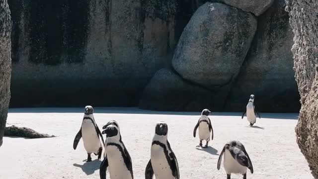 world of penguins