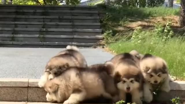 Do you really love dogs