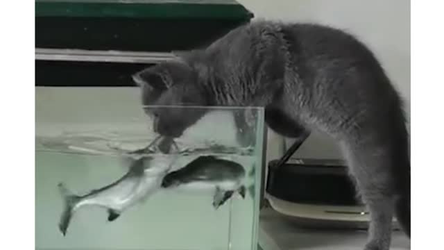 OMG, shit, I’m embarrassed to be bitten by a fish