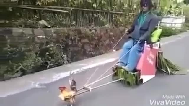 a chicken pulling a cart hahahaha funny