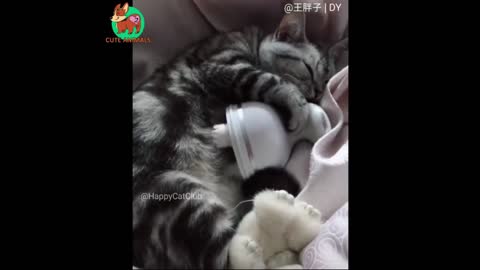 Automassaging Cat 🐱 Funny Animals