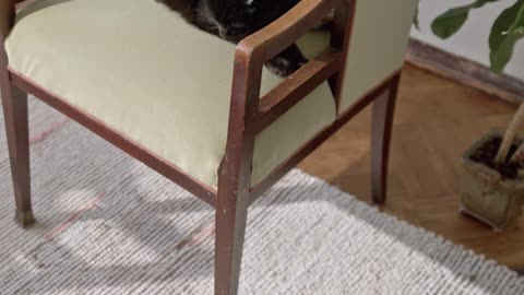 Two Cats Resting Indoors At Home