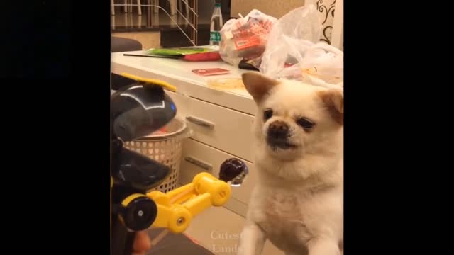 Cute pets # funny cat# funny dog