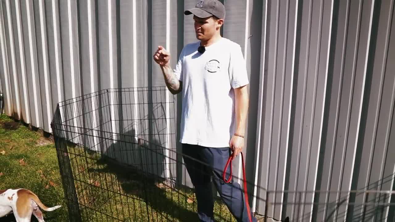 Puppy knows a feerful Pitbul