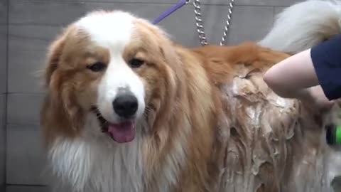 Epic transformation on Clifford The Big Red Dog | The floof is real on this one
