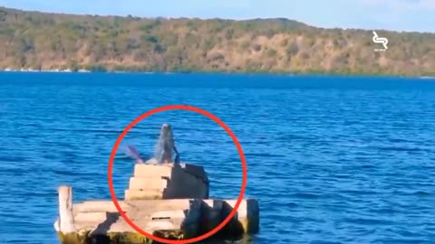 Viral putri duyung asli tertangkap kamera