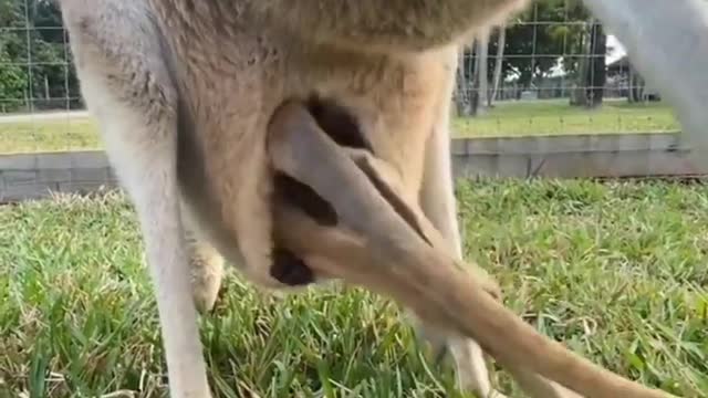 Kangaroo mom love