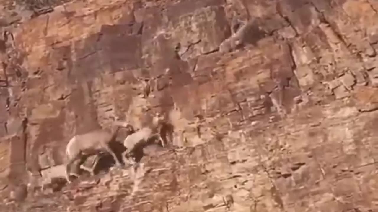 Goats that Laugh at Gravity🐐14,000 ft⛰️😱😱😱