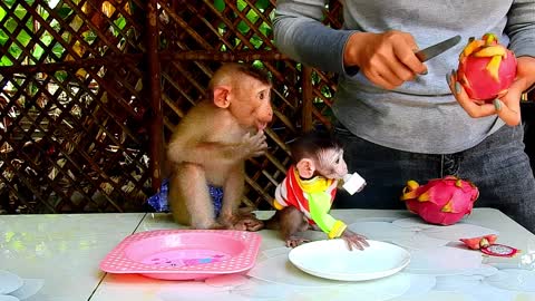 Obedient Baby Rotine & Aya Eat Dragon Mango