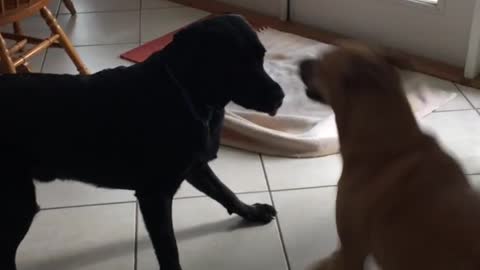 Black and brown dog playing with each other pretending to take bites in kitchen