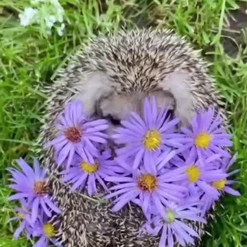 HEDGEHOG