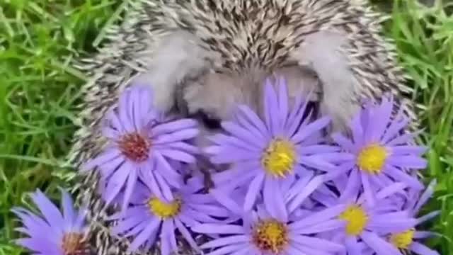 HEDGEHOG