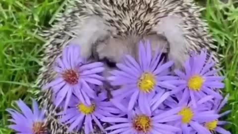 HEDGEHOG