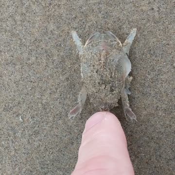 The sand crab