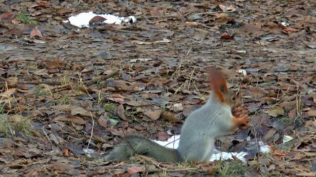 Squirrel and Nut😶❤