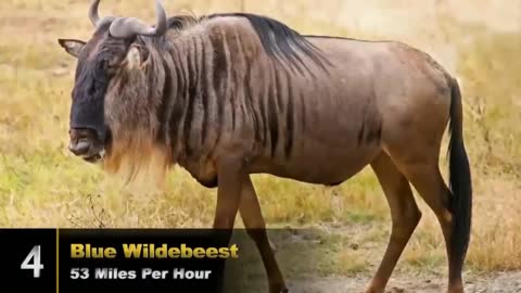 Learn about the fastest 10 animals