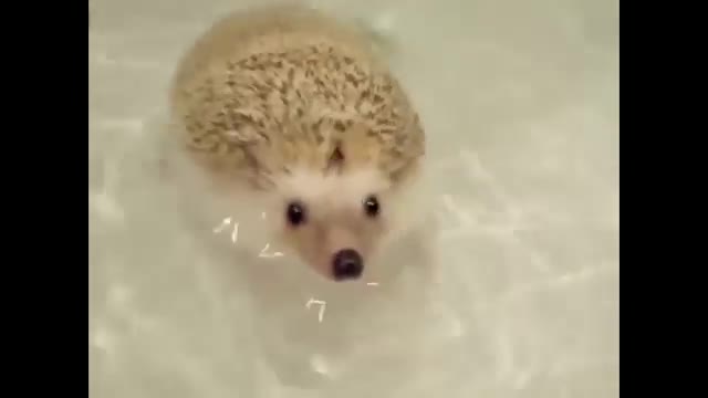 Crazy Animals Video Compilation - Funny & Cute 😍🤣😁💕👌