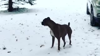 Boxer literally yelps in excitement to play in snow