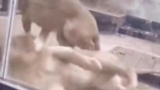 Lions before get In love