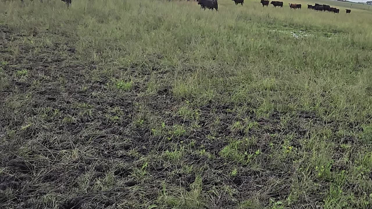 New pasture