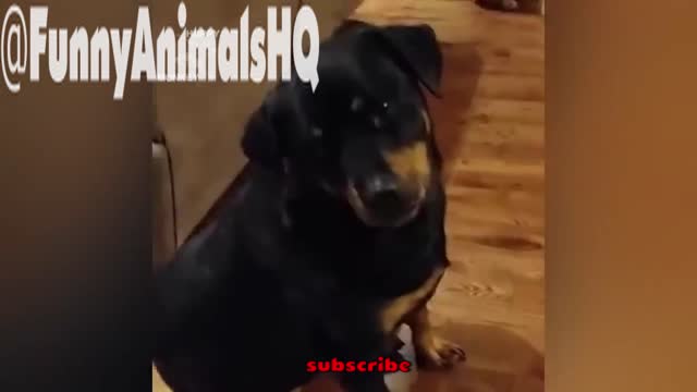 Funny Rottweiler Compilation NEW