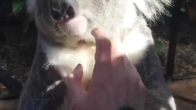 Pat me some more.