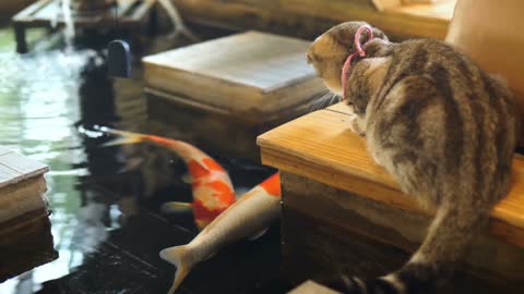 Relaxing video of cats watching the fish in the aquarium