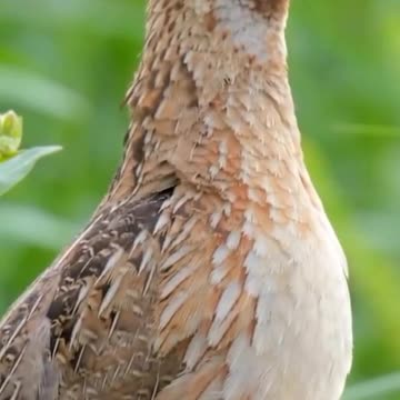 quail singing has a magical call
