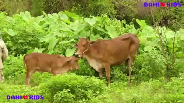 Cow mooing and eating/funny moments