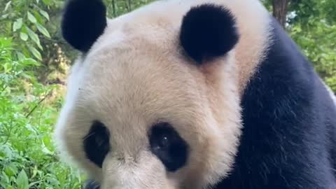 Panda loves to eat