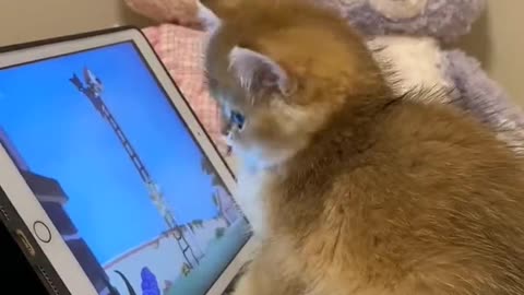 Looks like the kitten understood the plot..🐈🐾📱😍