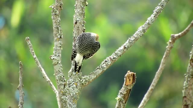 birds-feathers-beak-animal-perched