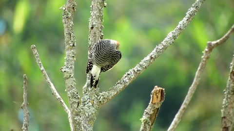 birds-feathers-beak-animal-perched