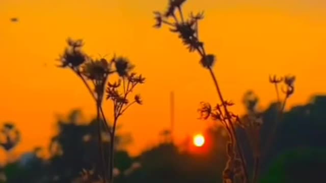 #Good Morning #MORNING Whatsapp status