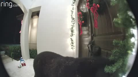 Black Bear Rings Doorbell at Florida Home